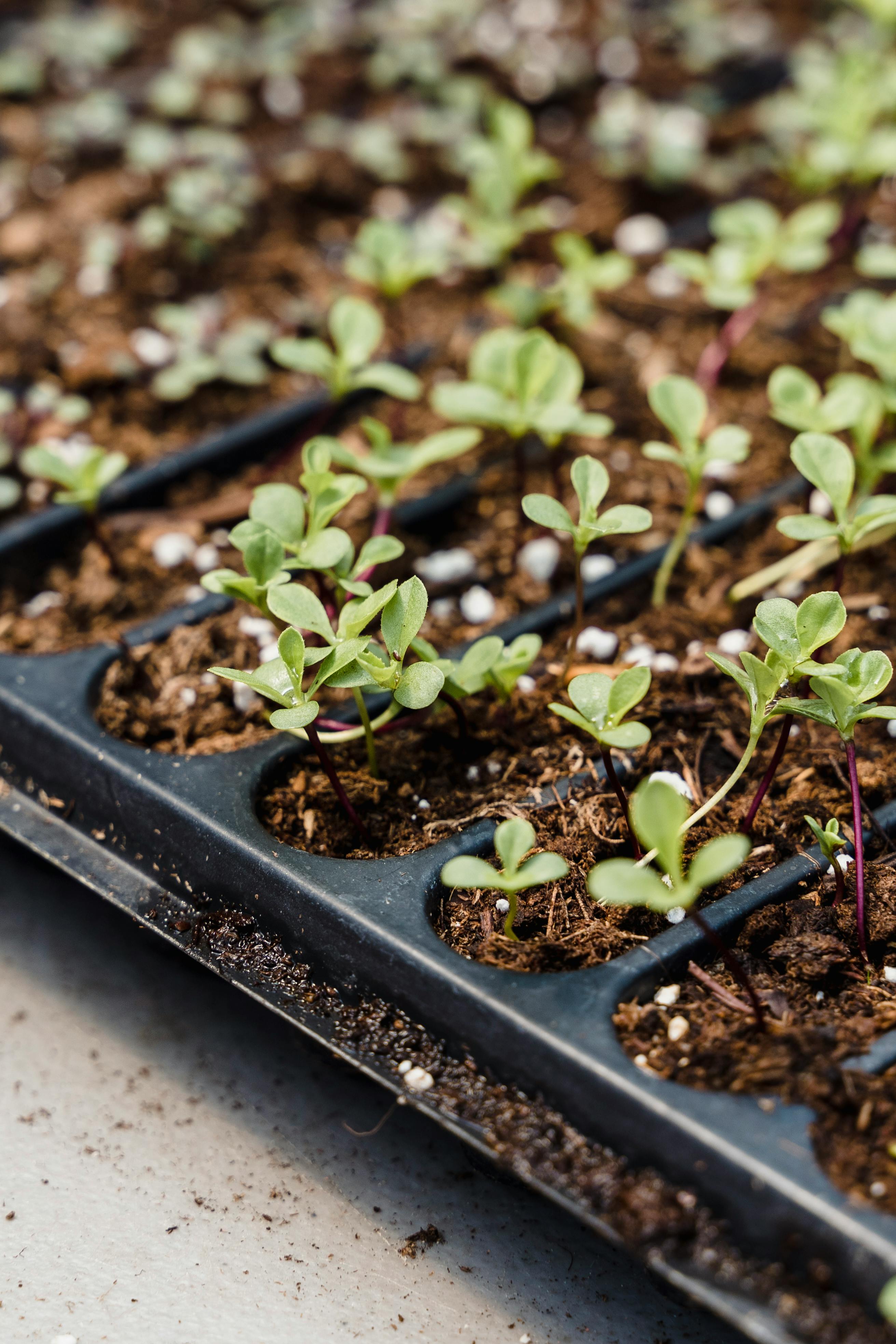 Microgreens a ich schopnosť podporovať zdravie očí